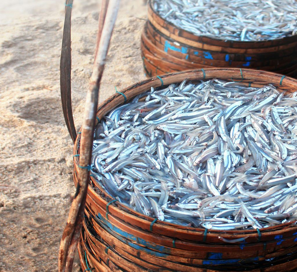 Quy trình ủ chượp cá cơm ở nước mắm Tùng Vân